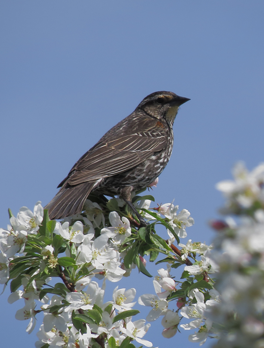 Female red wing blk Brd
