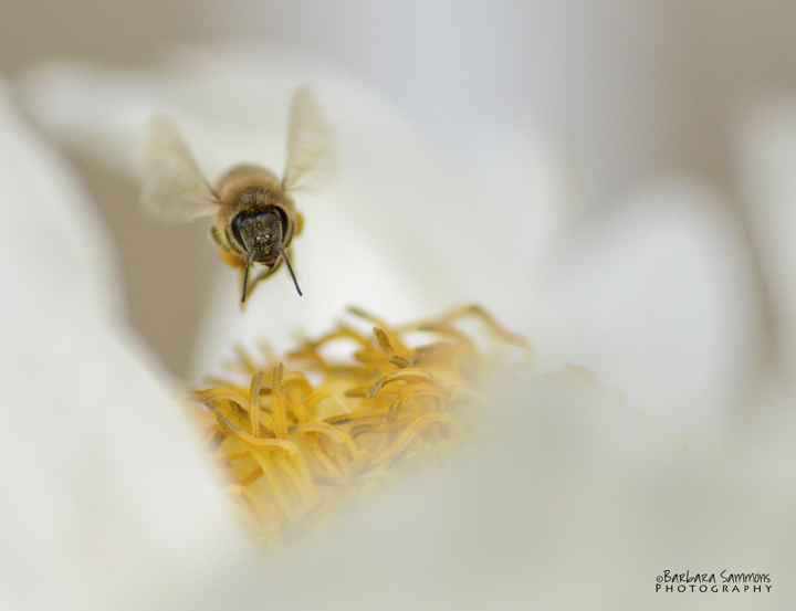 Bzzzz...