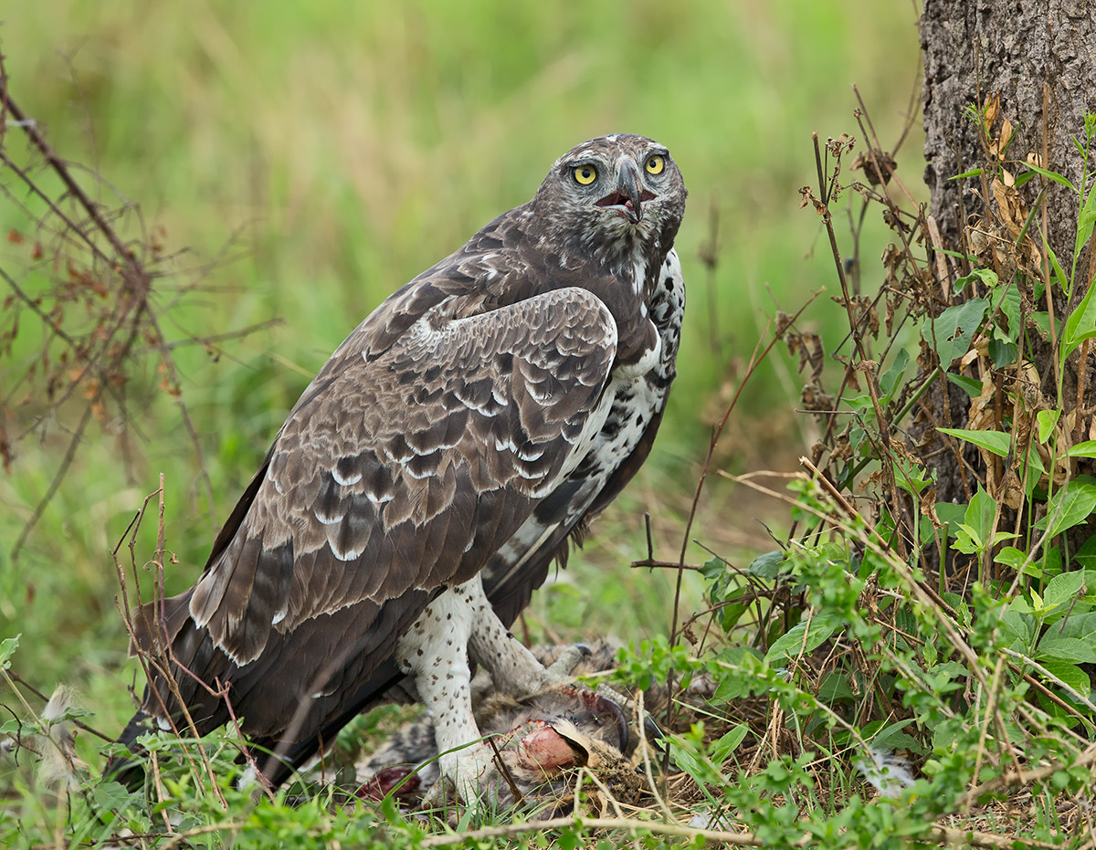 Martial Eagle