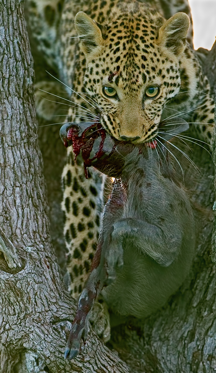 Leopard Catch (Graphic)
