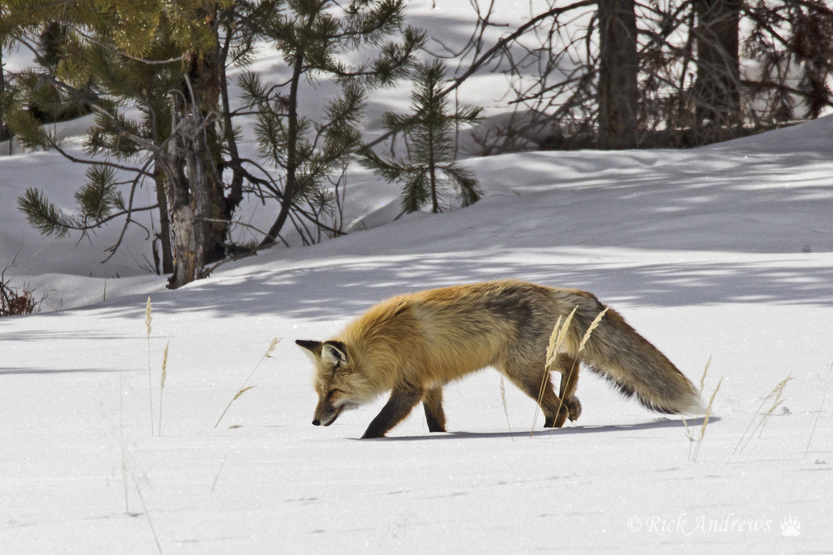 On The Hunt