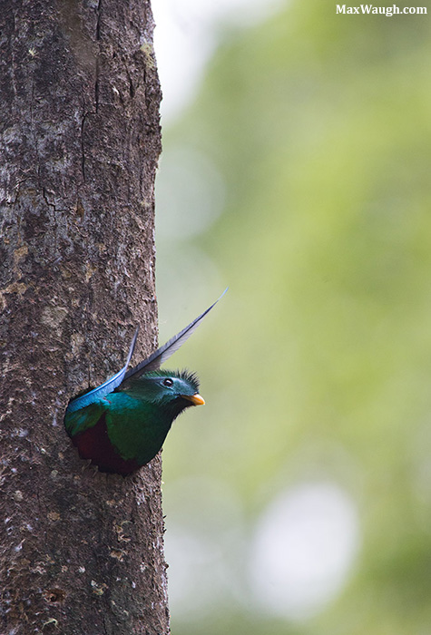 Quetzal in the Nest