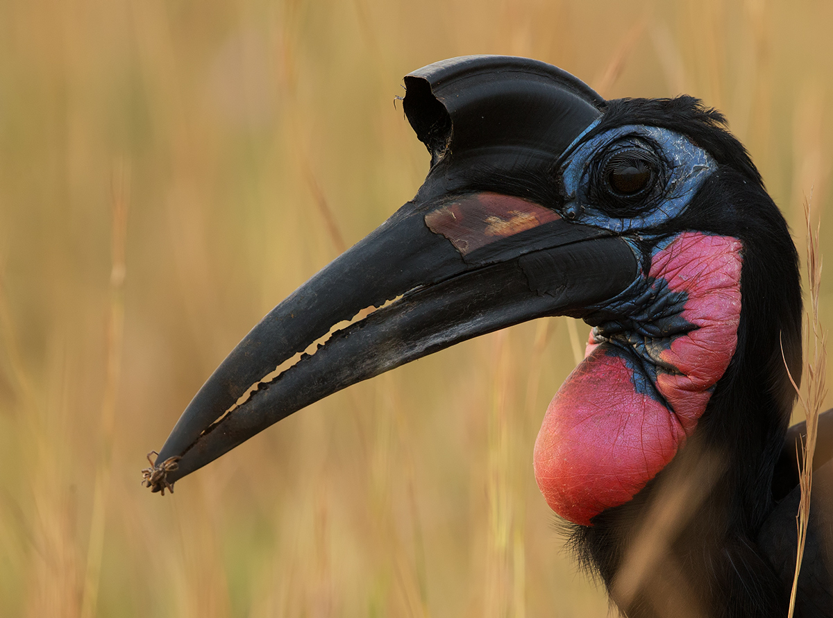 AbysinnianGroundHornbill