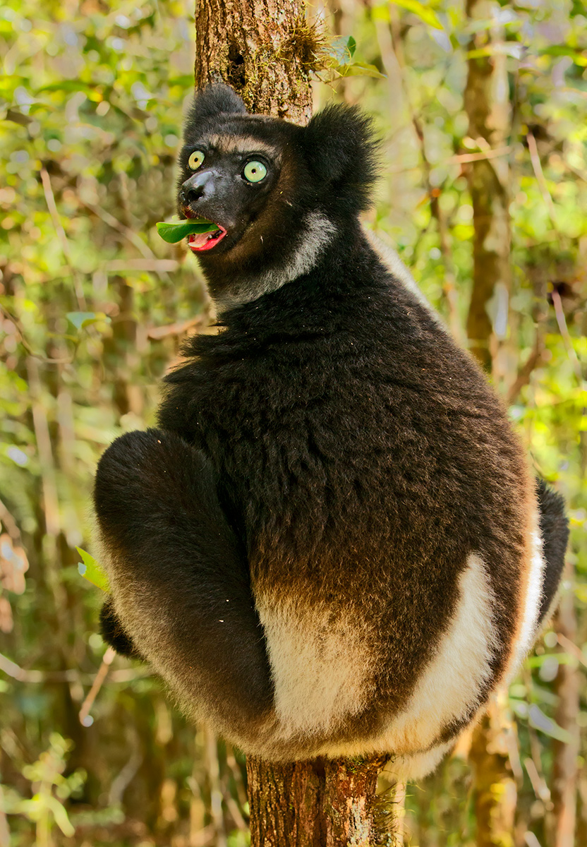 Indri