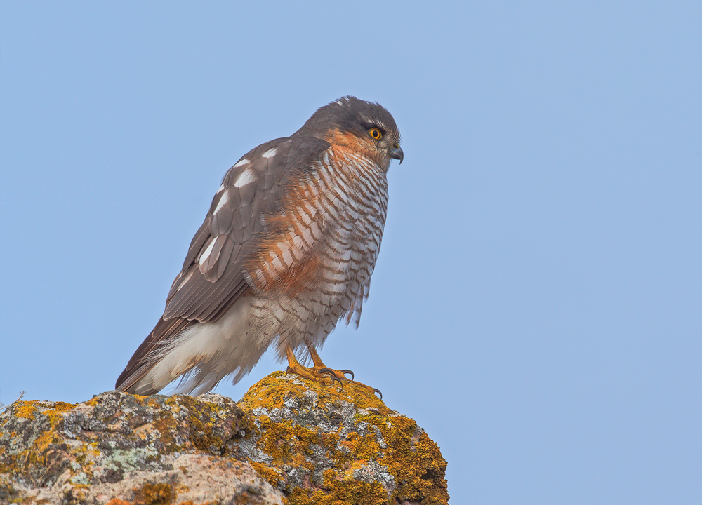 Eurasian Sparrowhawk
