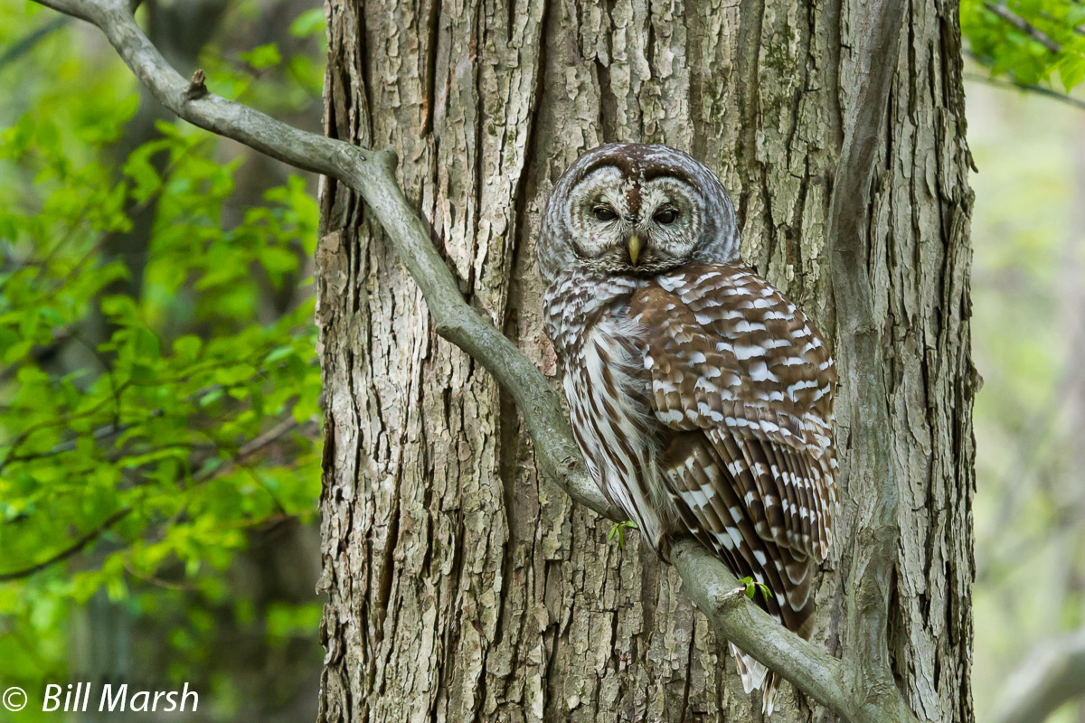 Barred Owl Repost