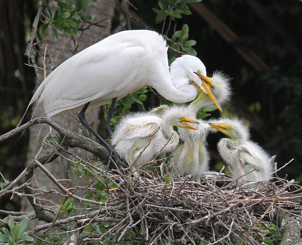 Egret Nest #3