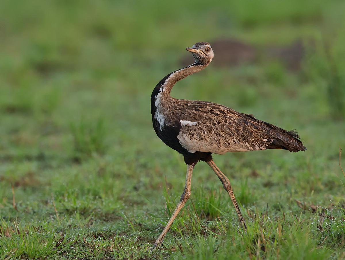 Silly Walk