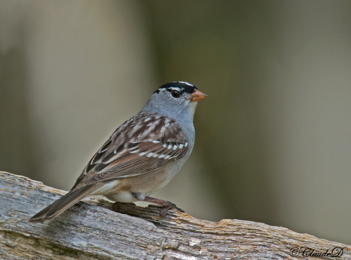 White-Crowned Sparrow