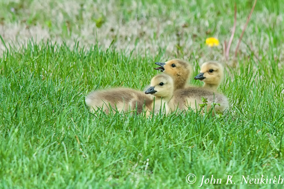 Spring.......JOY!