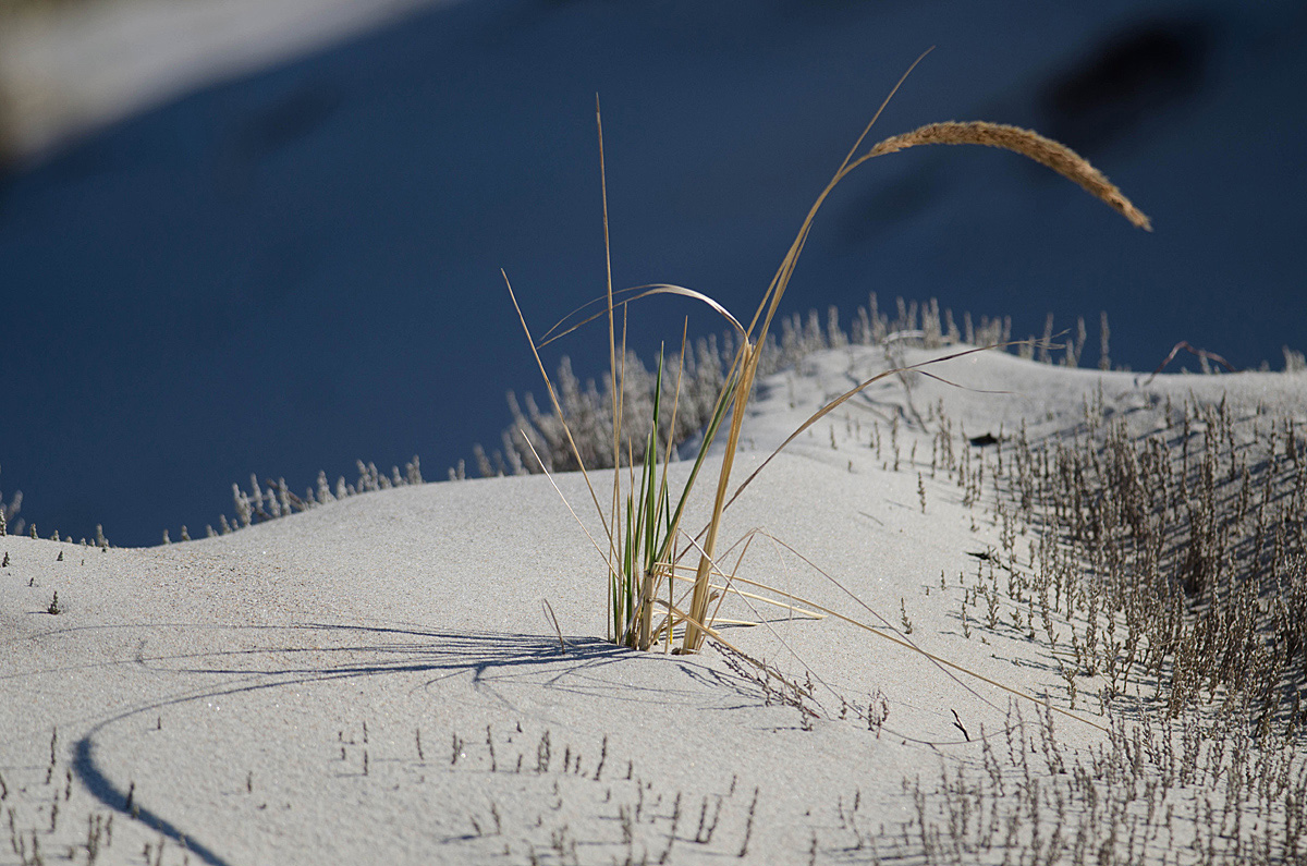 Beach Grass
