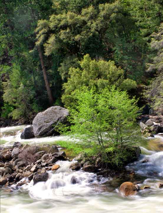 Alder Trees  in White Water