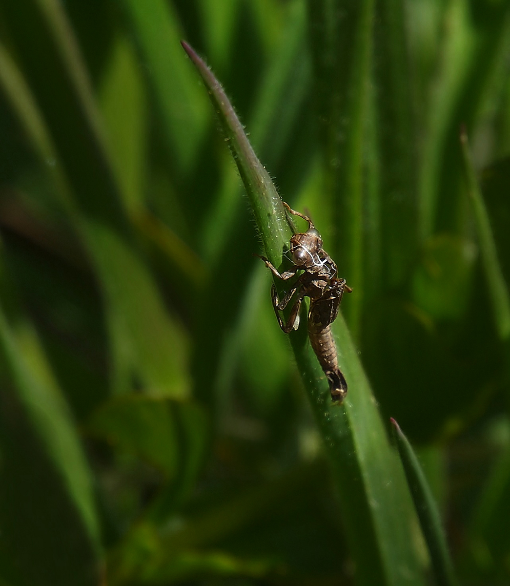 Dragonfly larvae