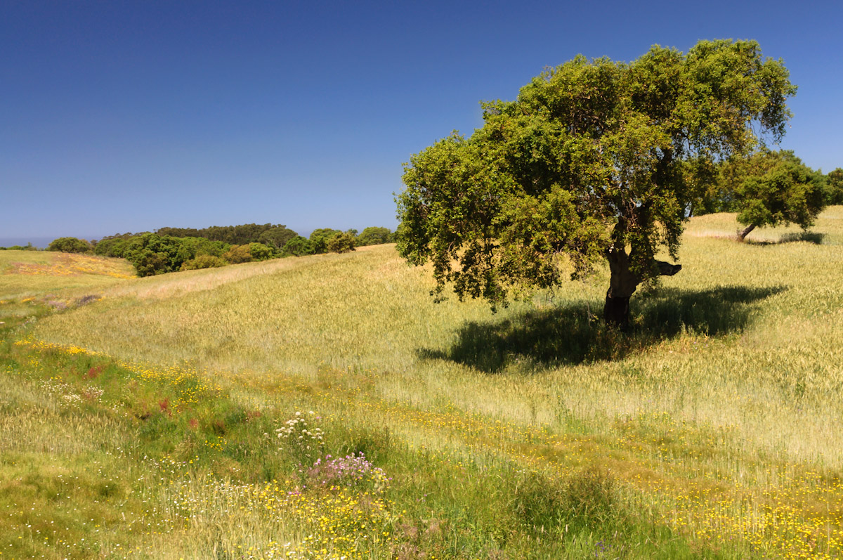 Alentejo