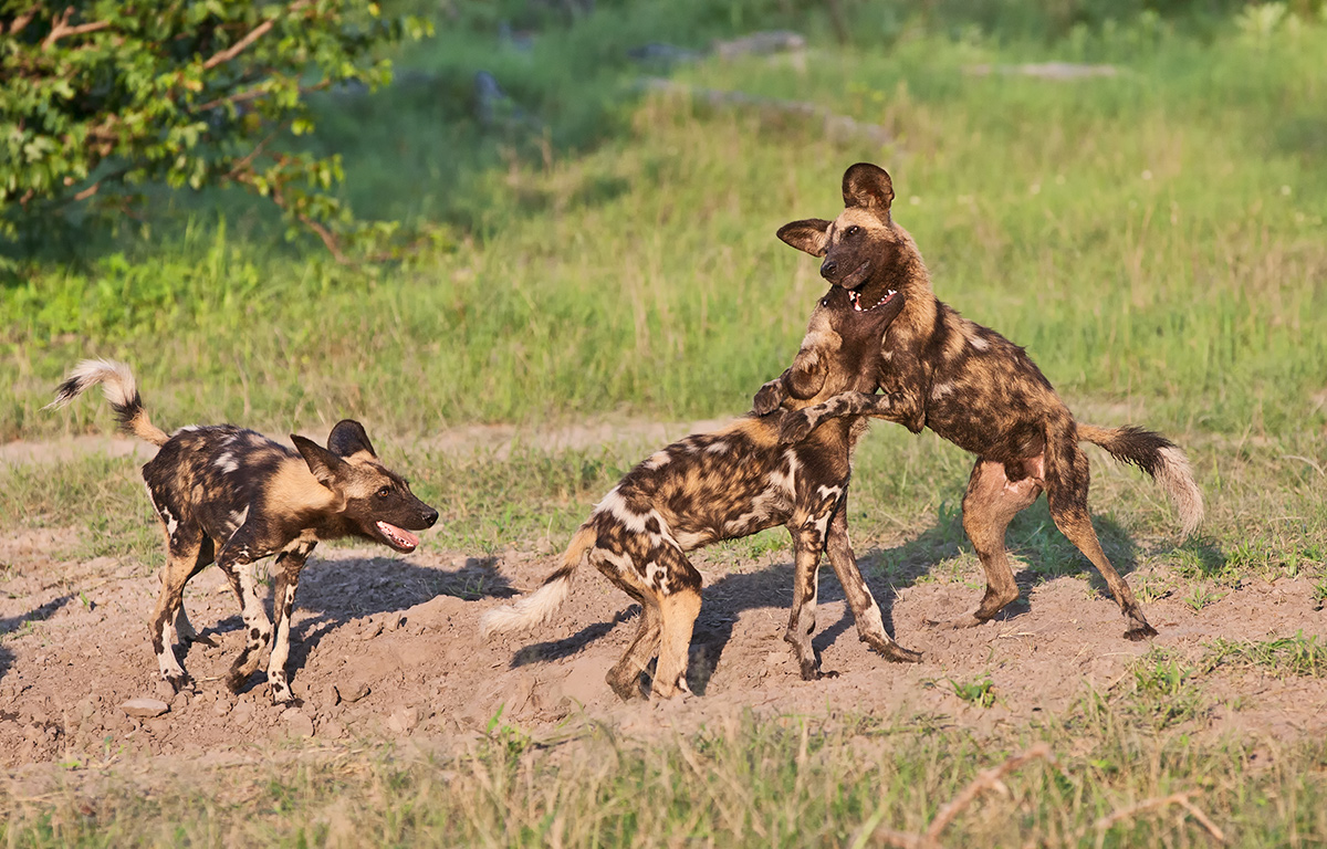 More Wild Dog Play
