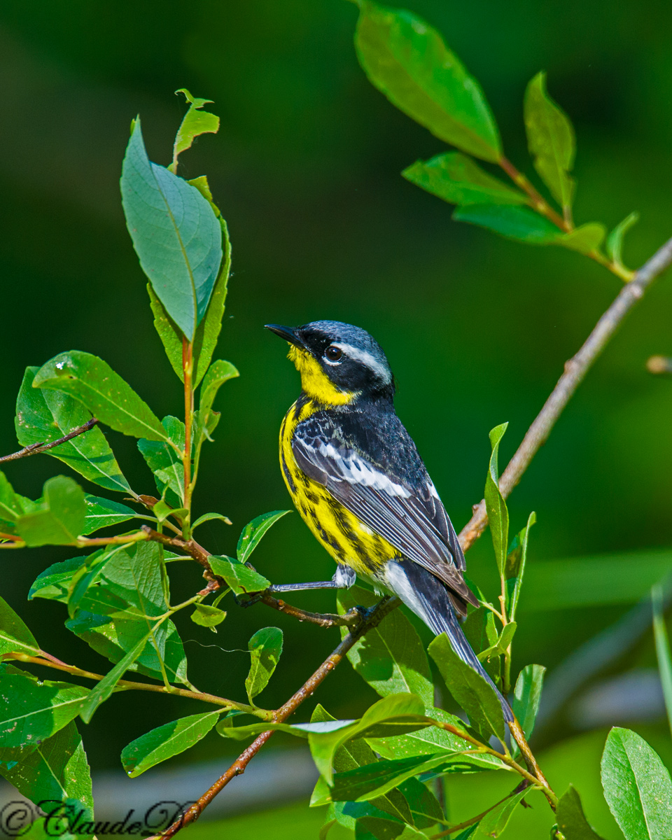 Magnolia Warbler