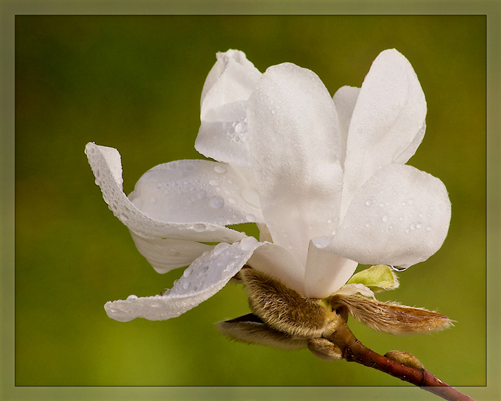 WC#584 Magnolia