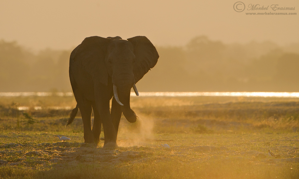 Elephant Dust