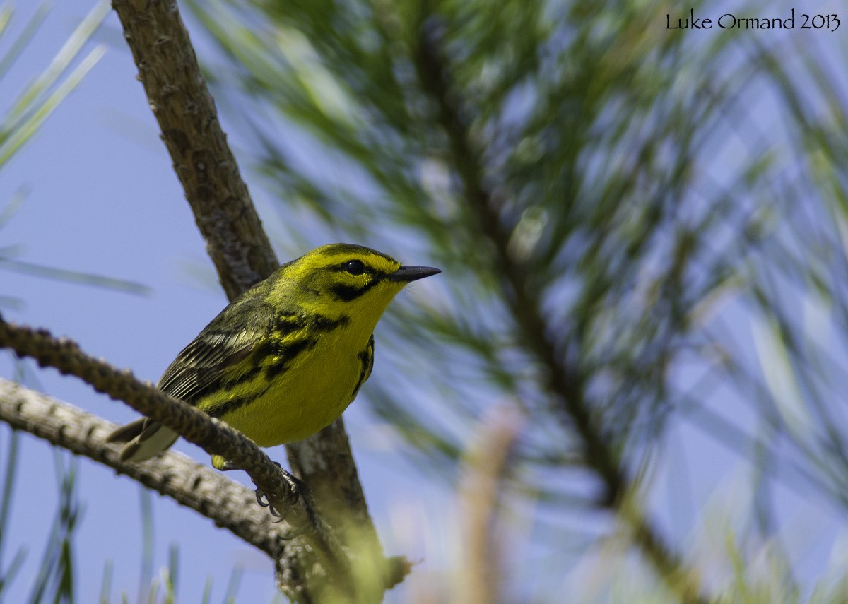 Prairie Warbler