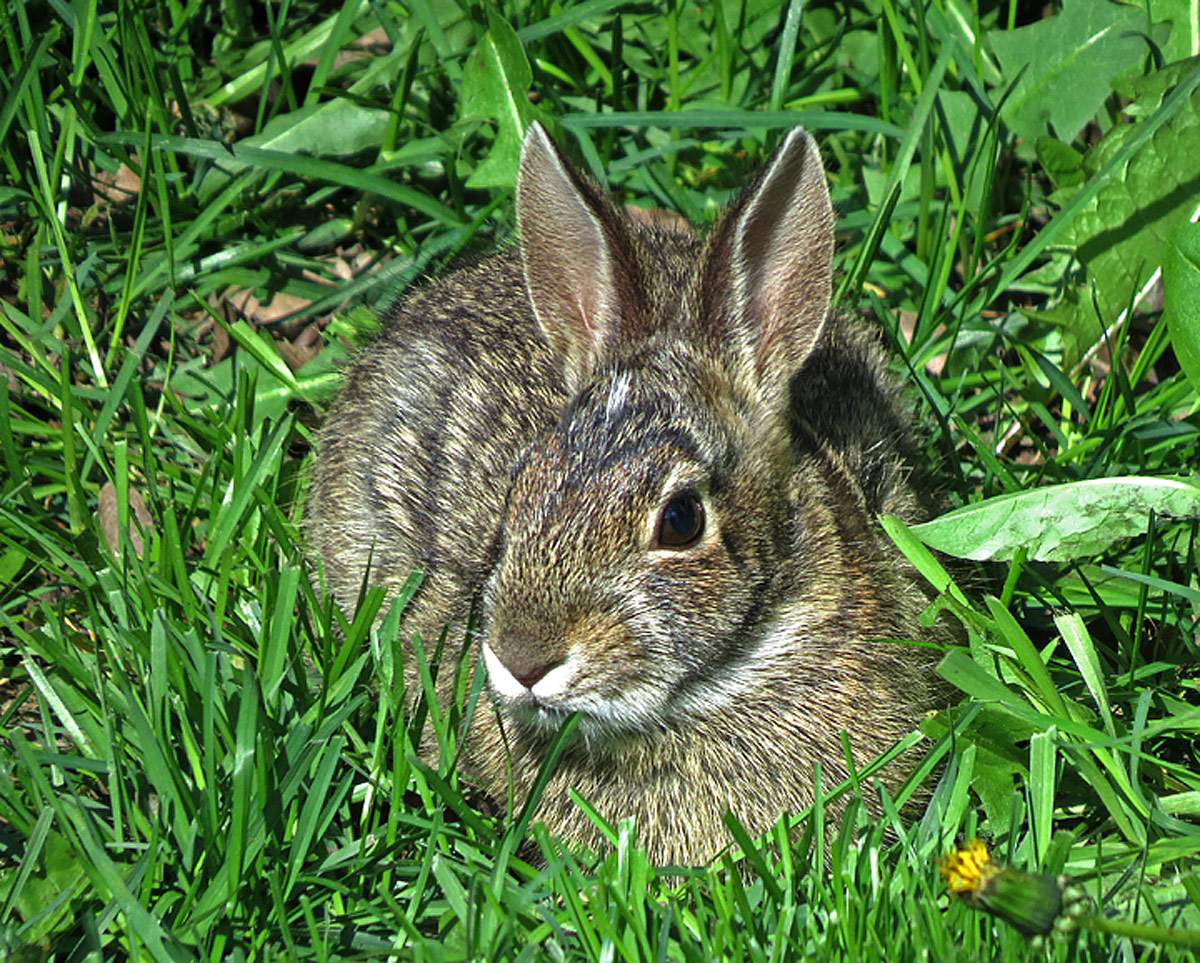 Backyard Bunnie