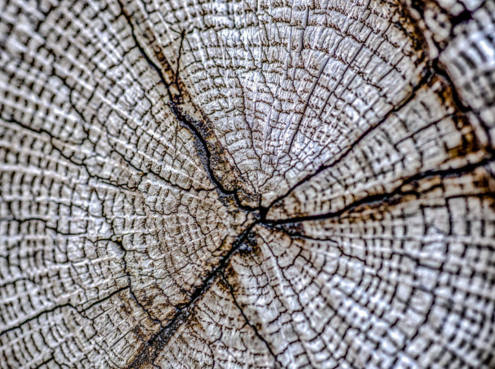 Old Tree