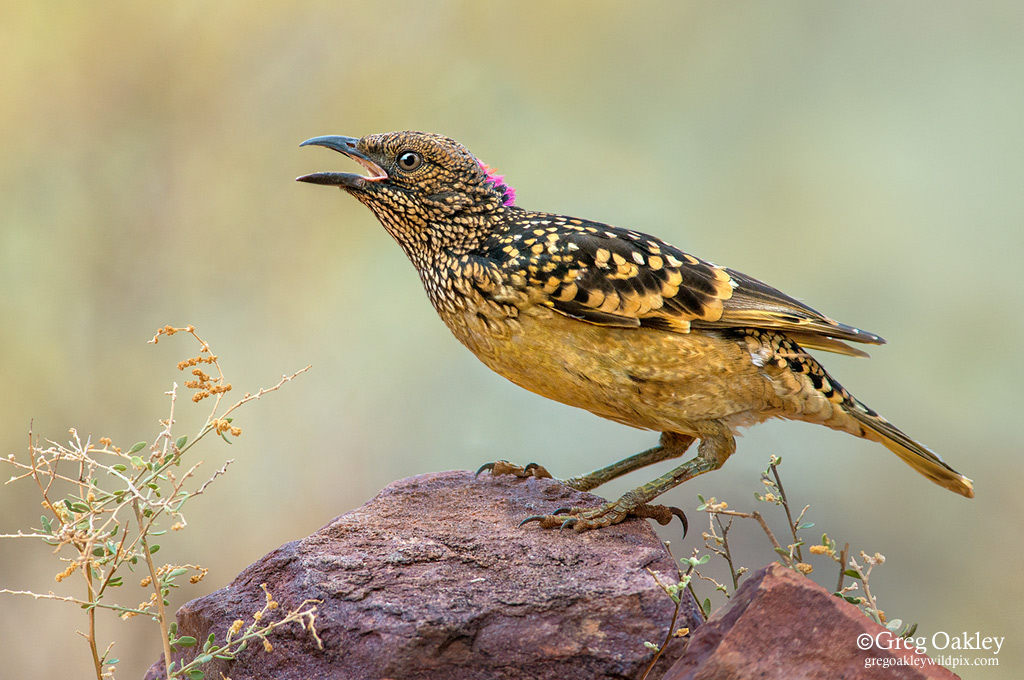 Western Bowerbird