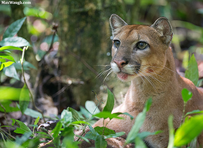 Puma on a Kill