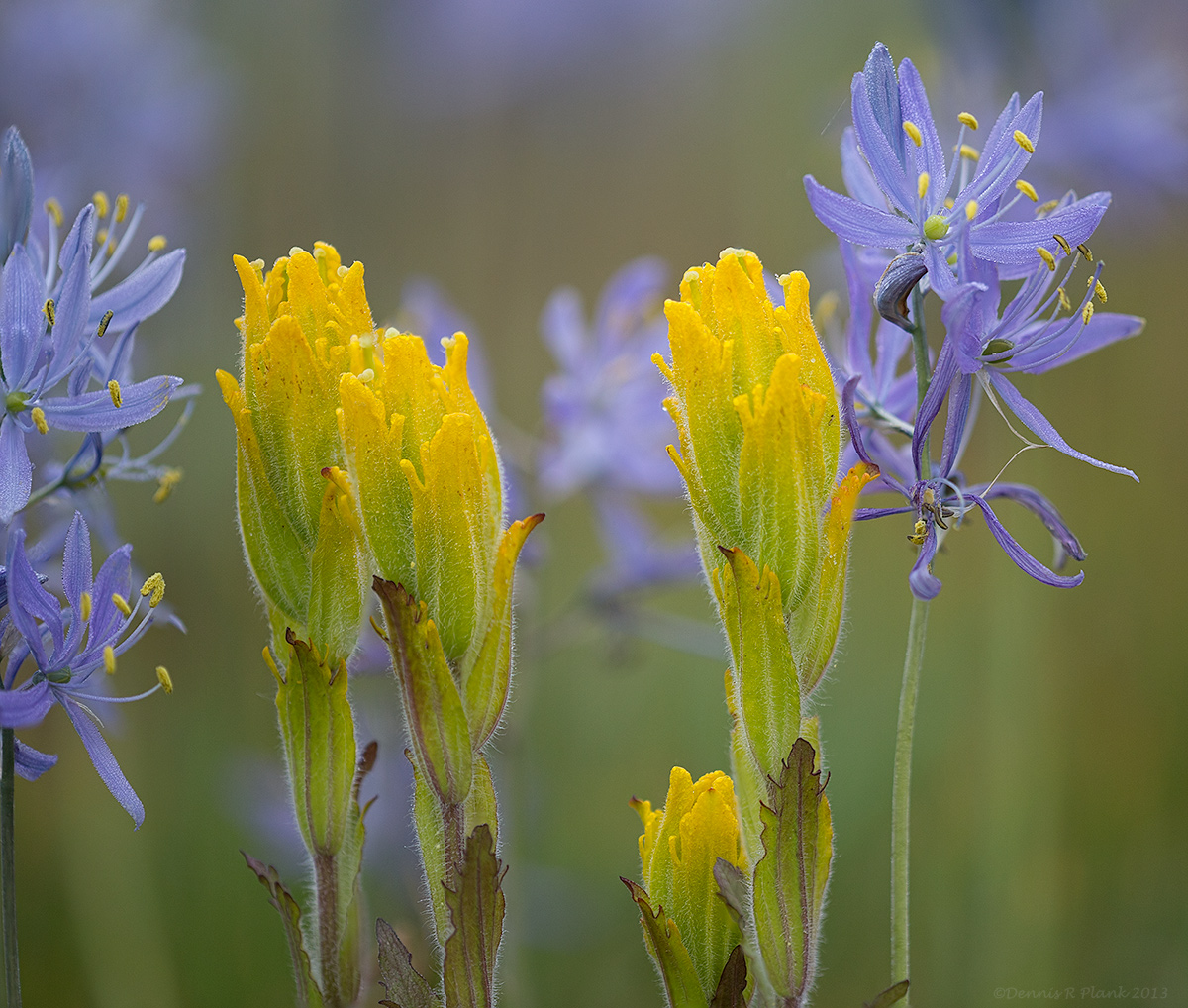 Golden Paintbrush