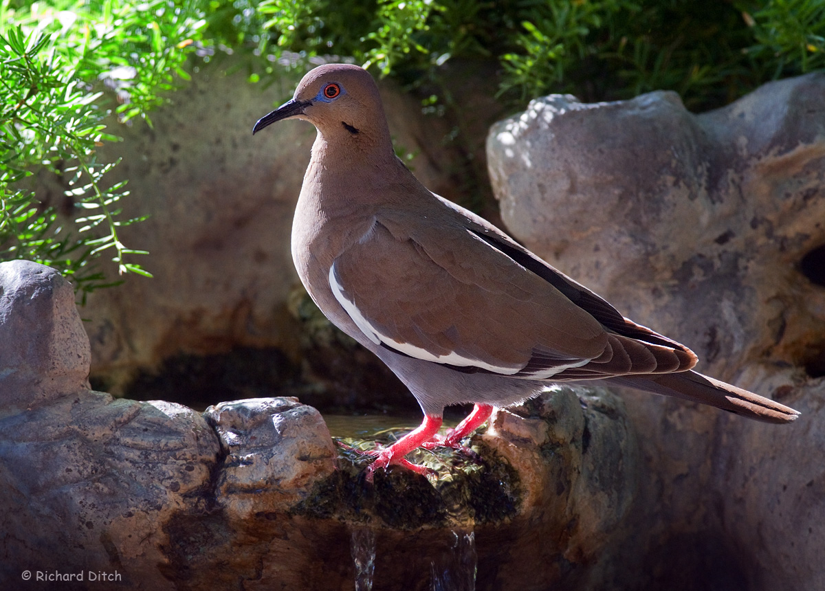 White-winged Dove