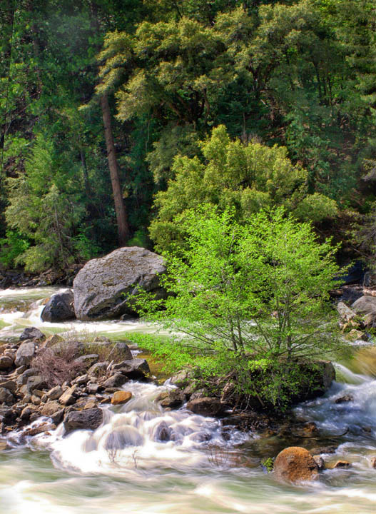 Alders in White Water