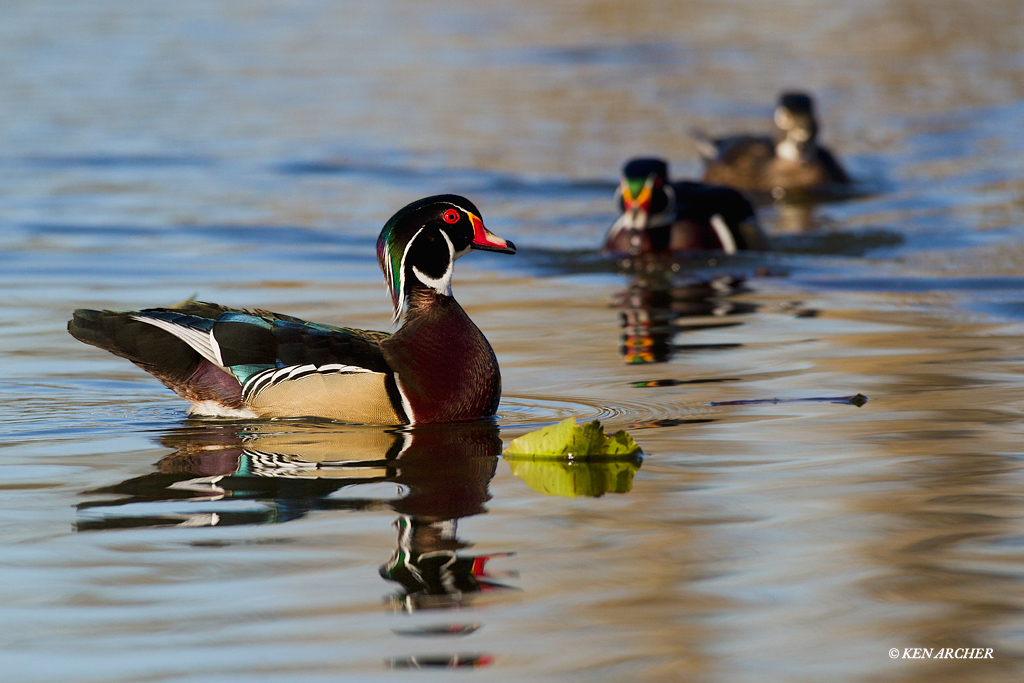 Wood Ducks