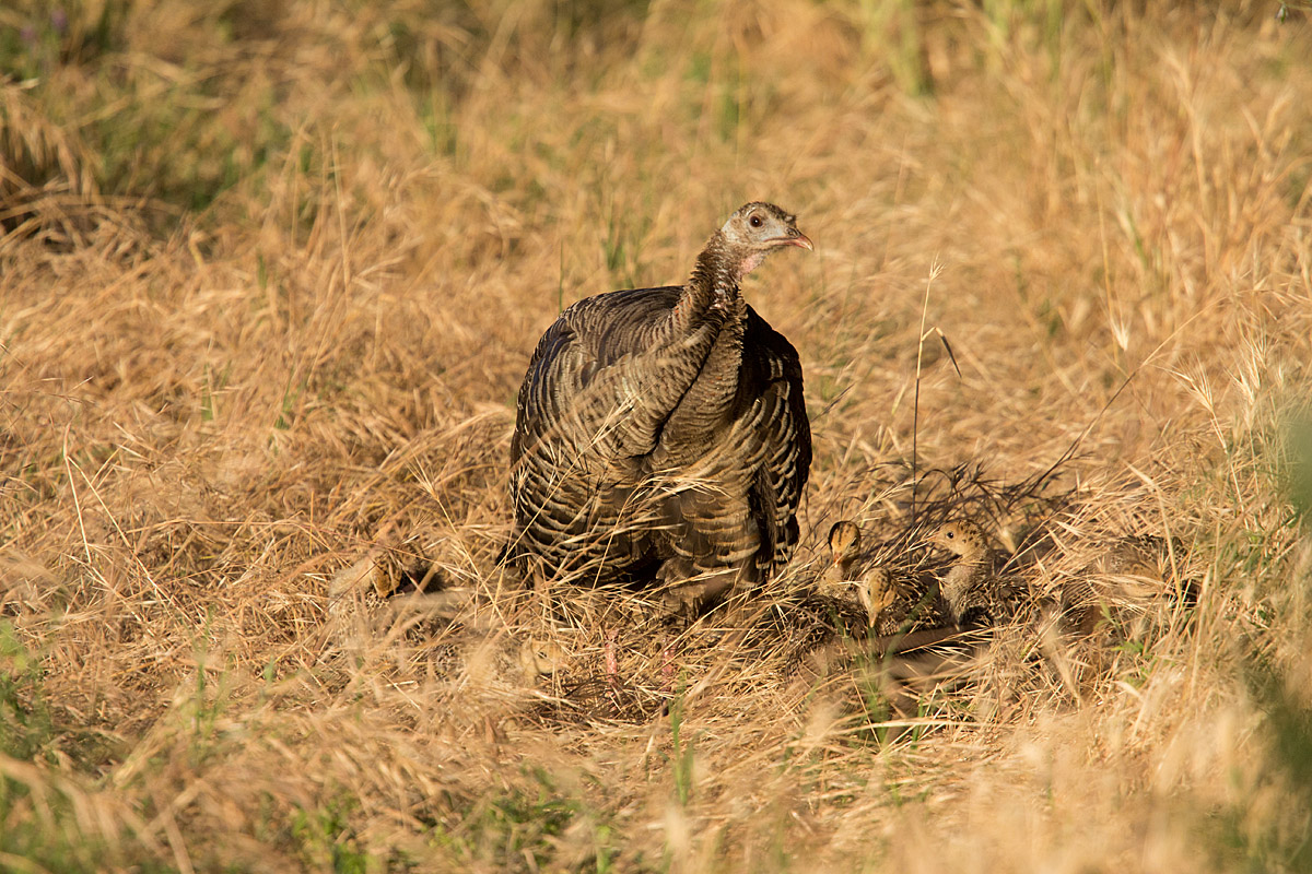 Watchful Mom