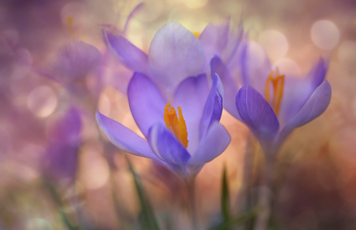 Sublime Crocuses