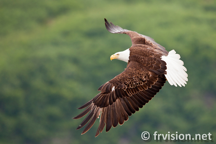 Bald eagle, Valdez