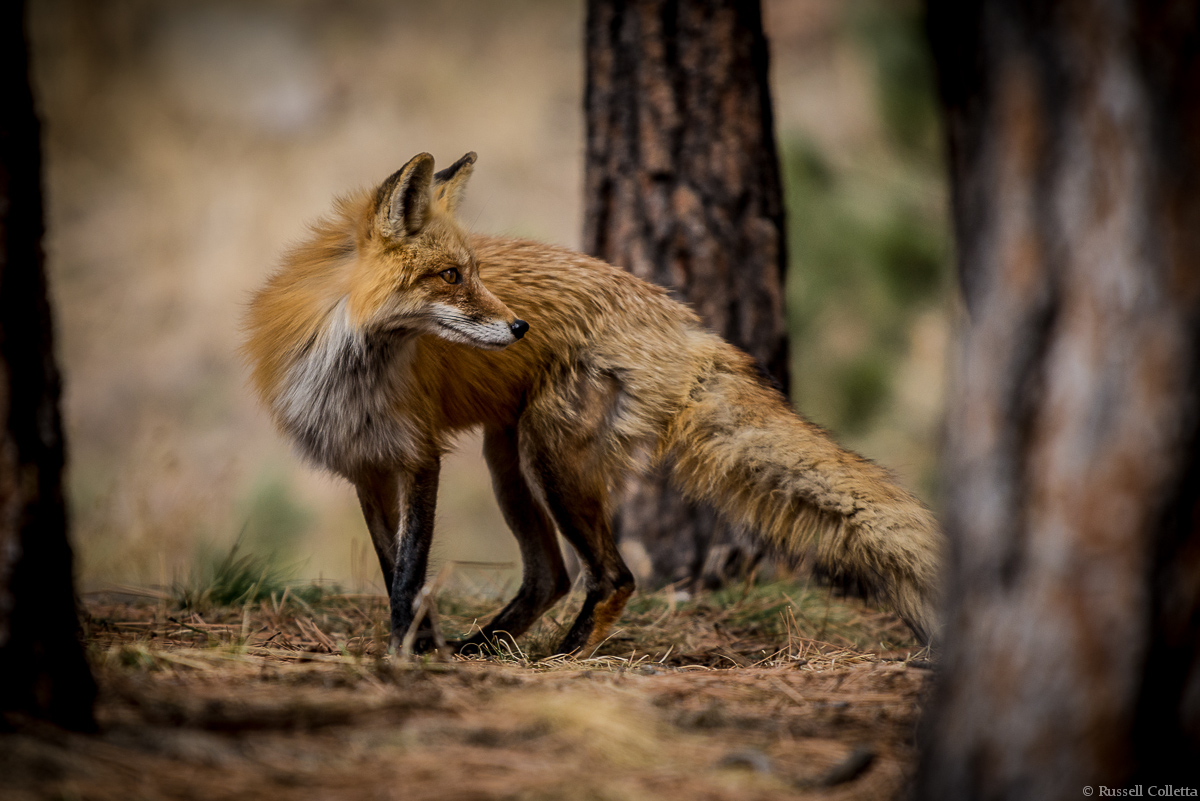 Fox
