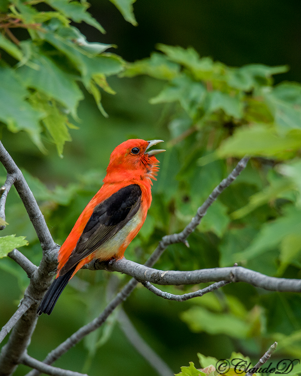 Scarlet Tanager