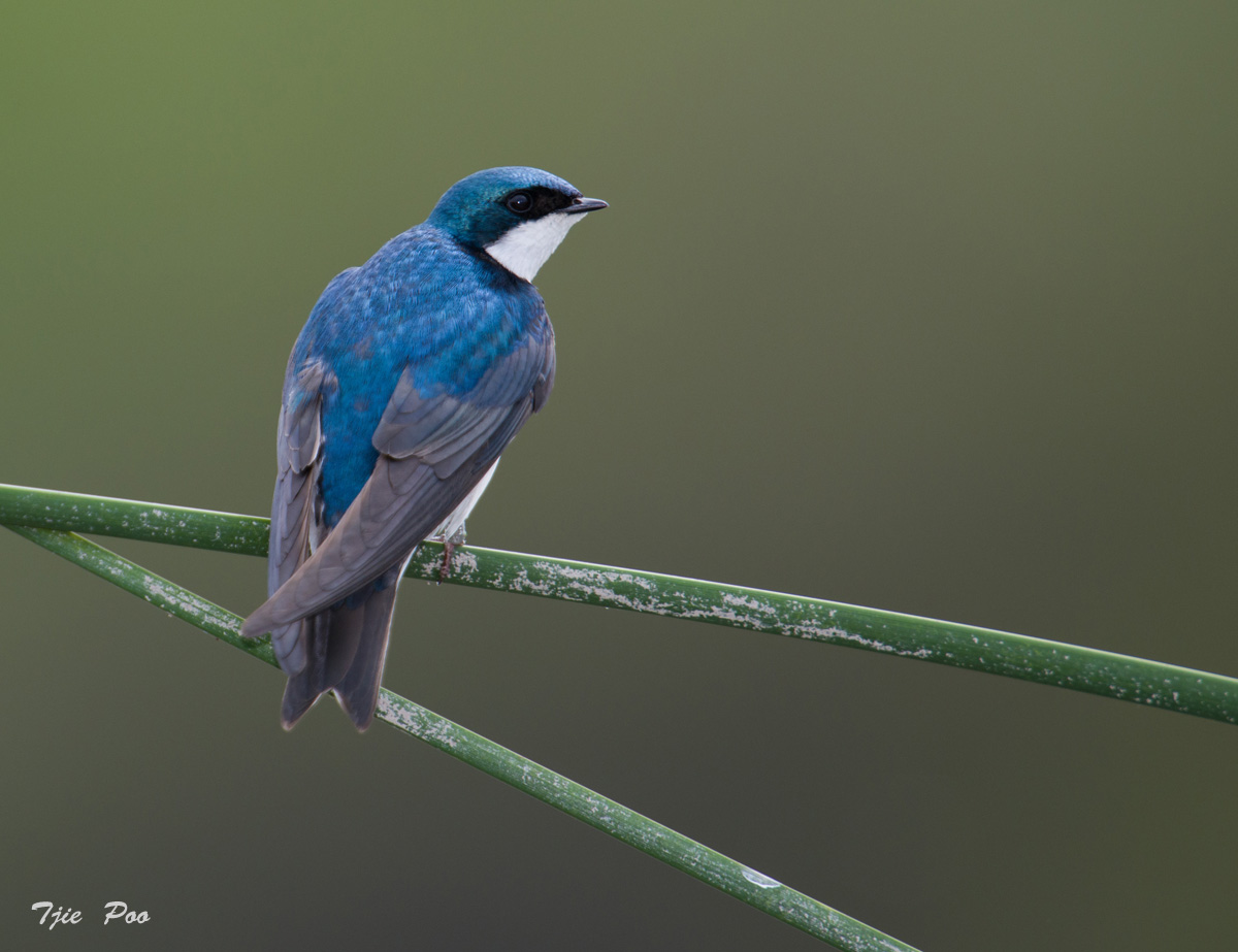 Tree Swallow