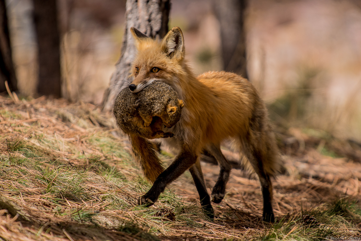 Mom Has Dinner