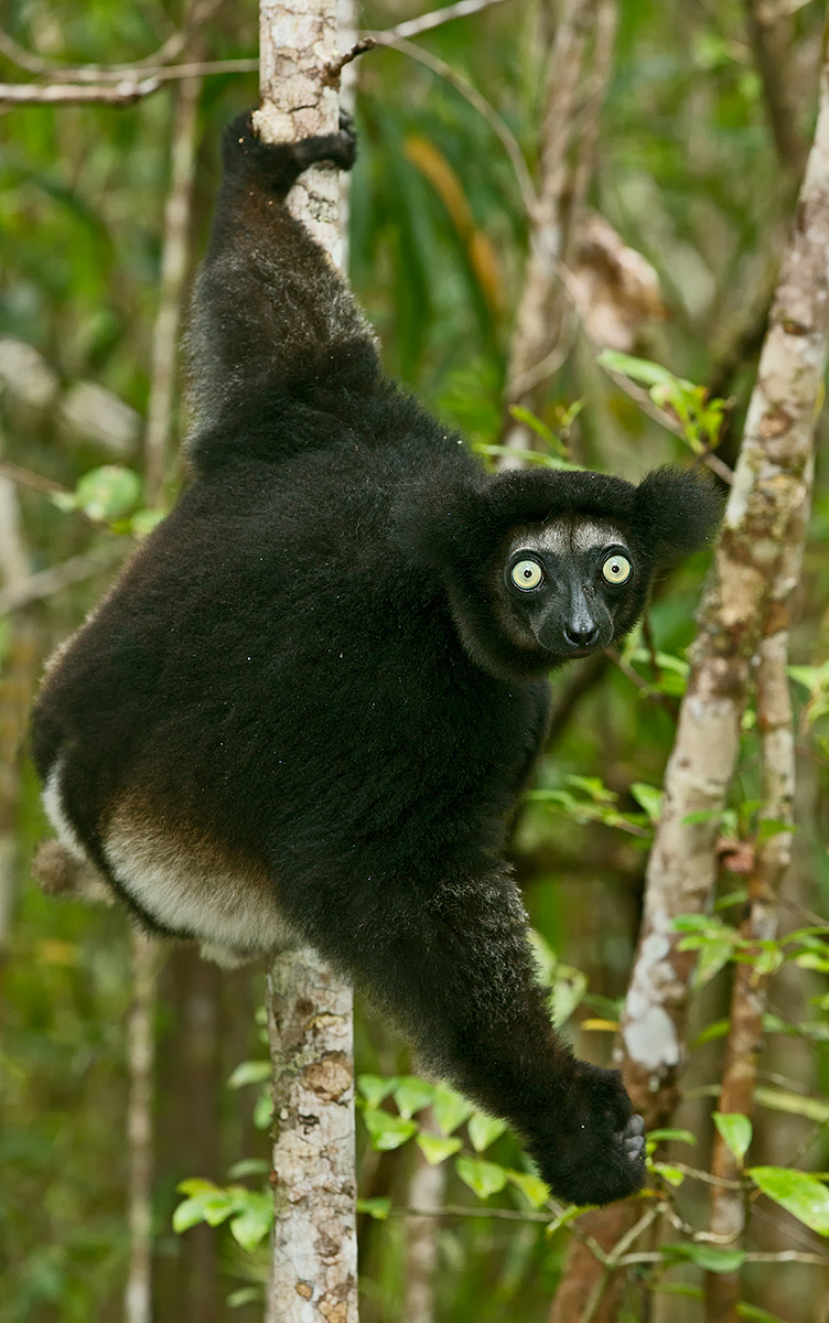 Indri