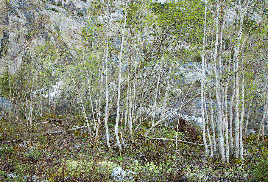 Alpine Spring