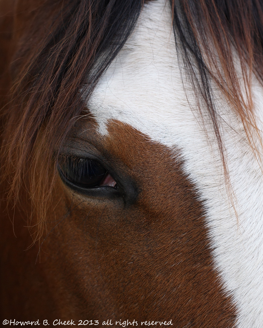Dynas Eye (Purebred)