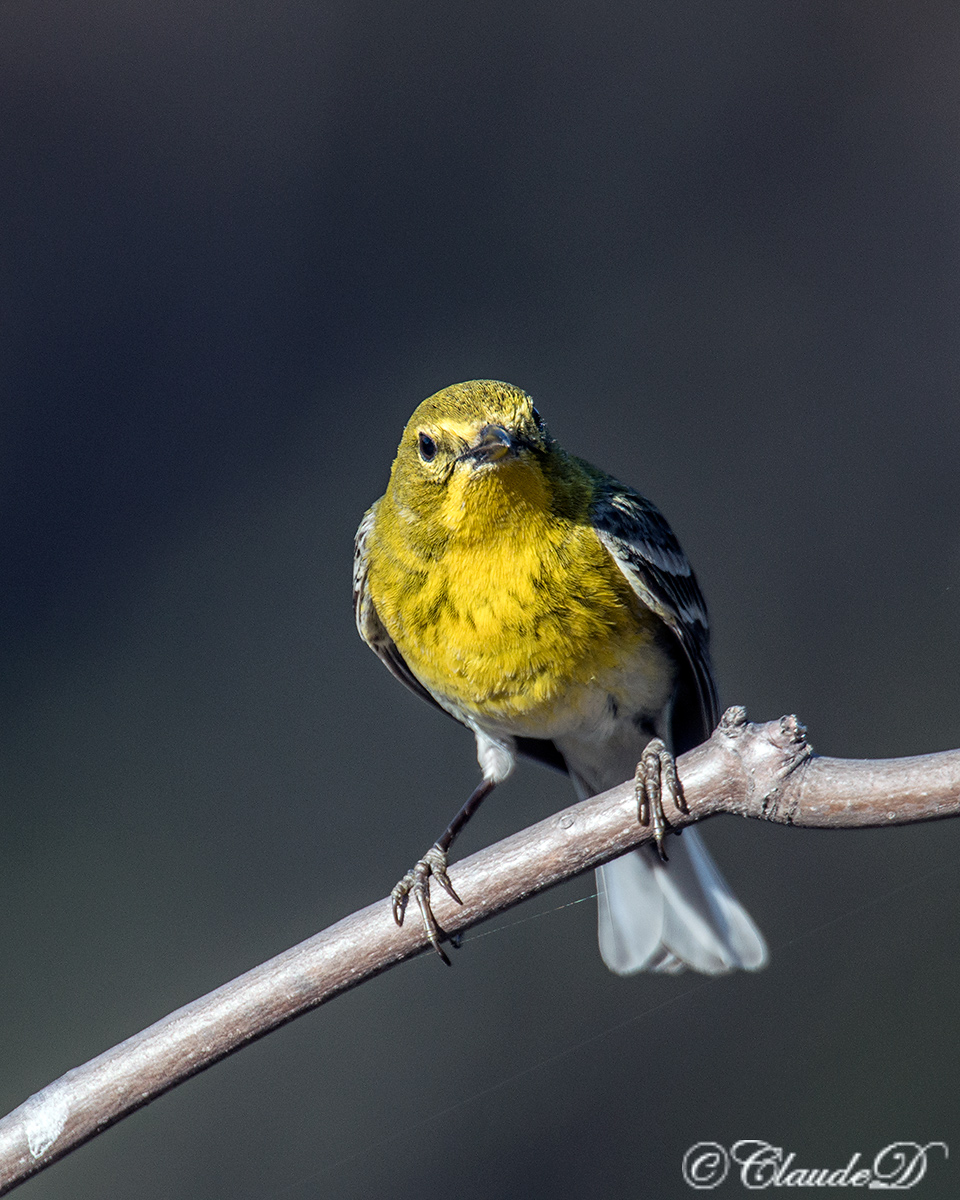 Pine Warbler