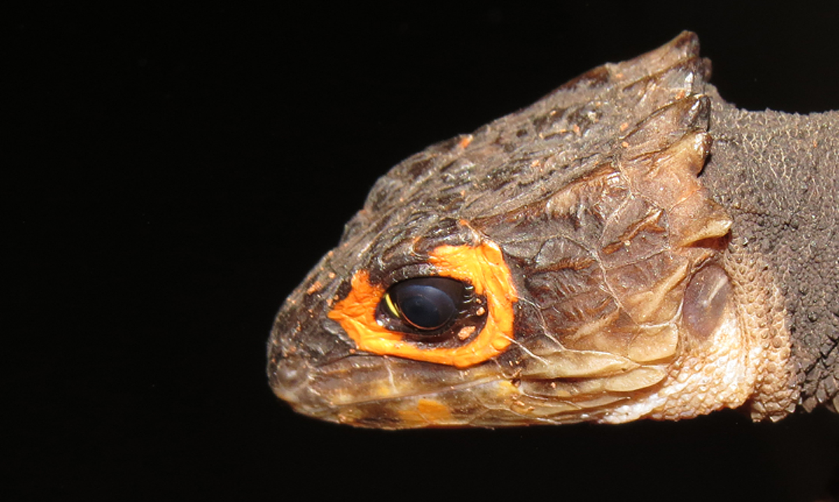crocodile skink (C)