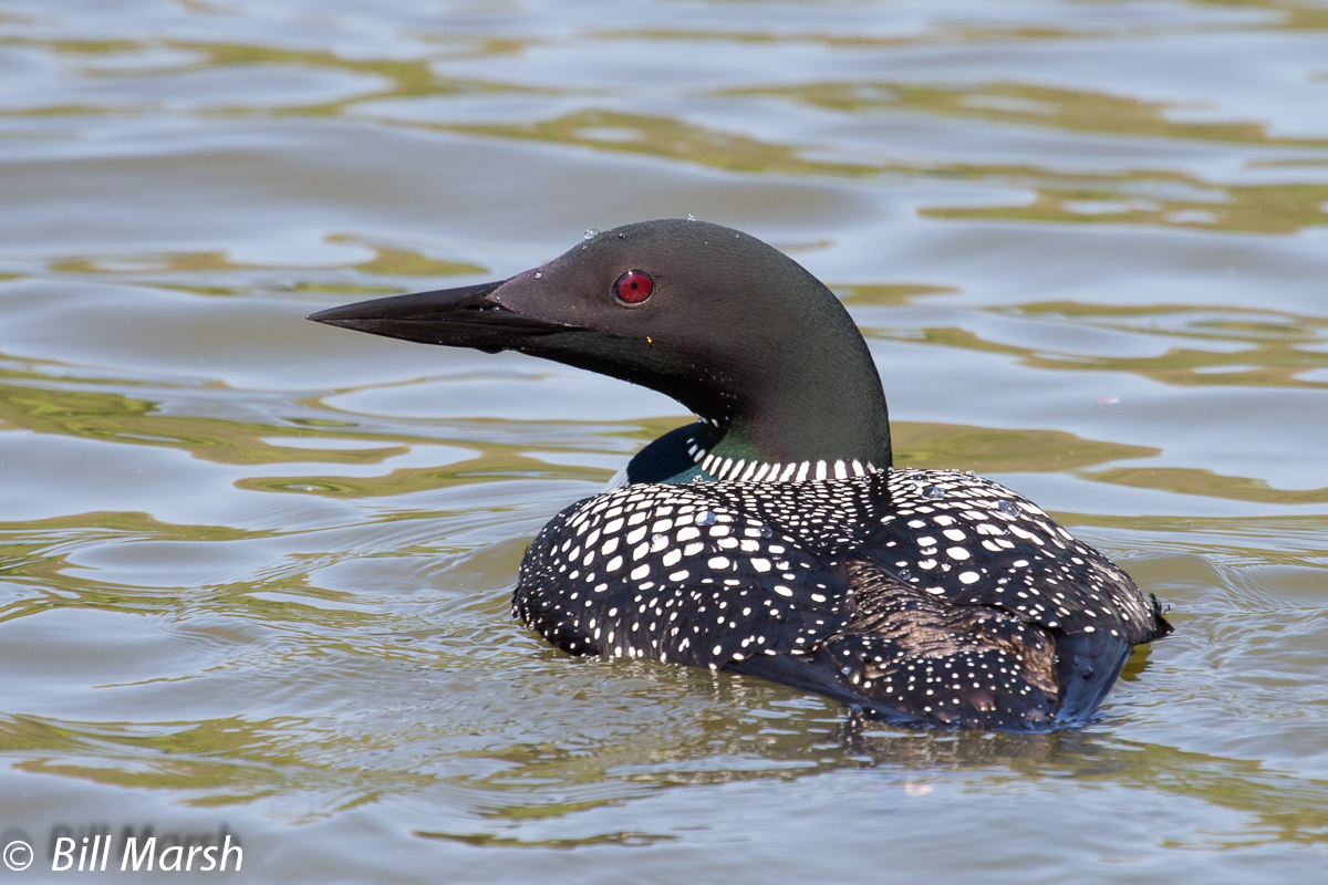 Loon