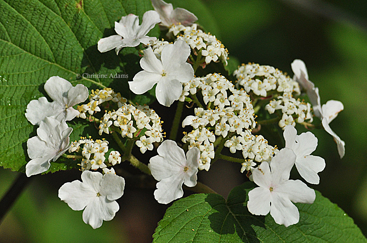 Flowering Hobblebush