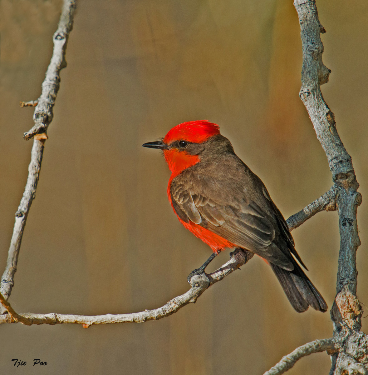 Vermilion Flycatcher