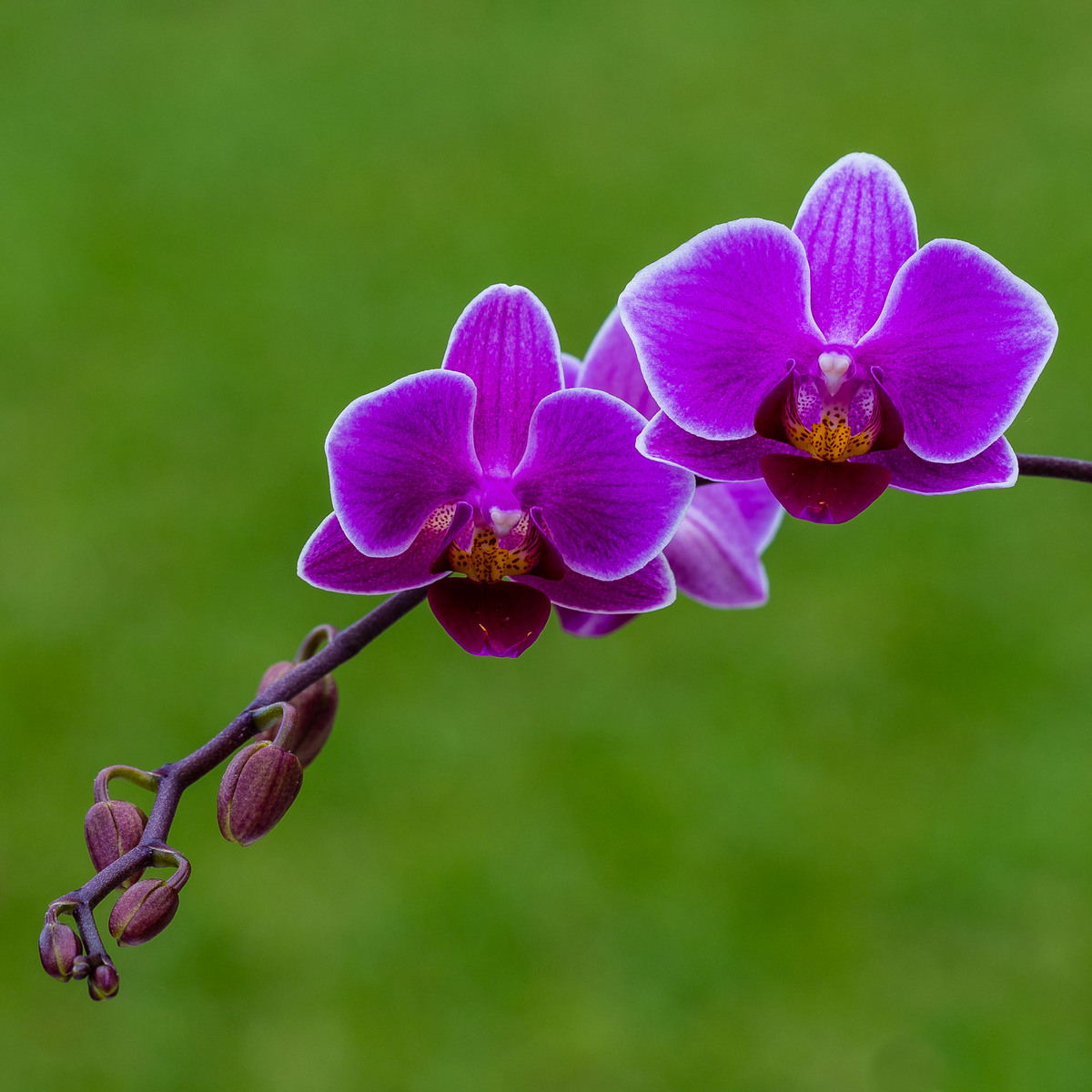 Royal Purple