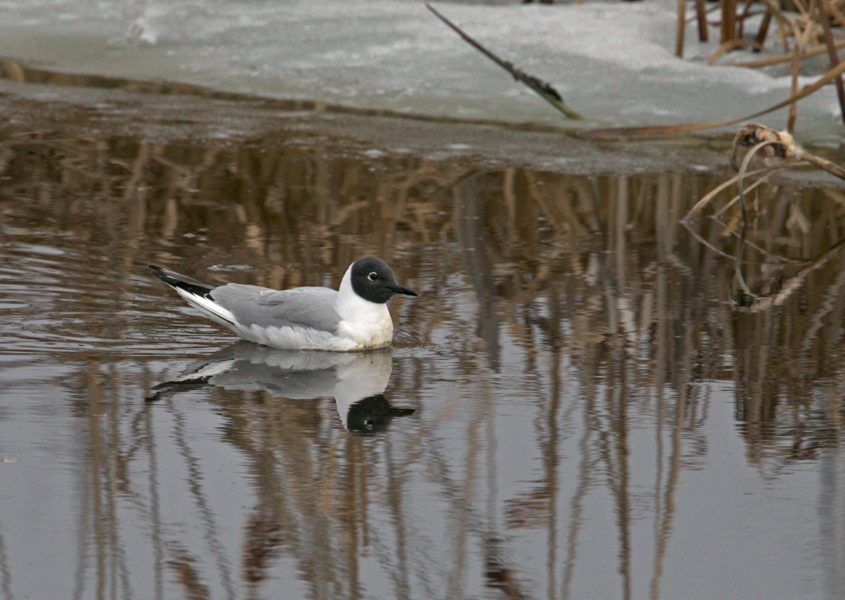 Bonaparte's Gull