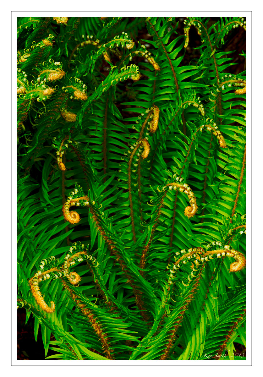 Fern