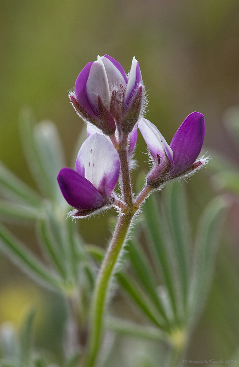 Small-flowered Lupine